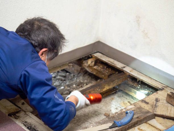 Best Toxic Mold Removal  in Kennesaw, GA
