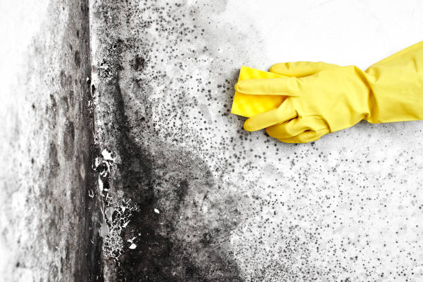 Best Attic Mold Removal  in Kennesaw, GA