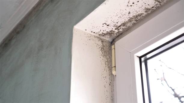 Best Black Mold Removal  in Kennesaw, GA