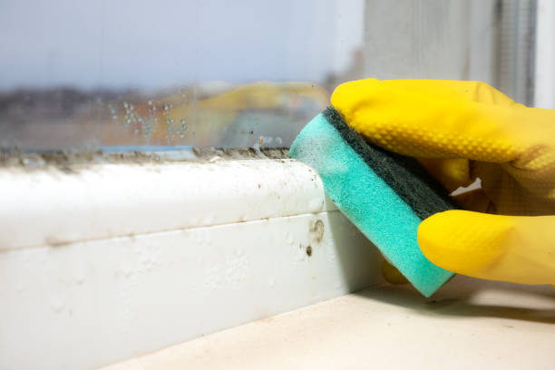 Mold Testing and Removal in Kennesaw, GA