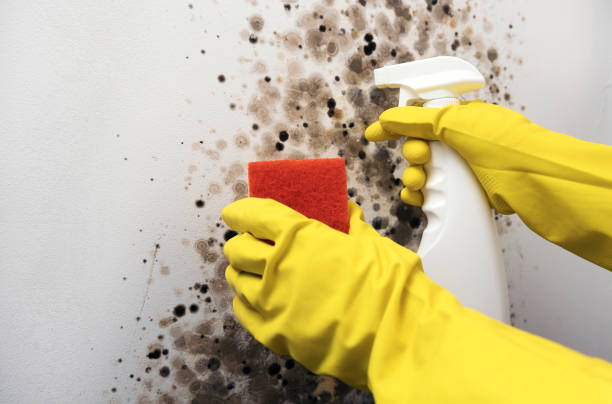 Reliable Kennesaw, GA Mold Removal Solutions