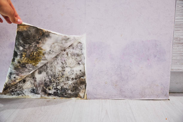 Best Crawl Space Mold Removal  in Kennesaw, GA